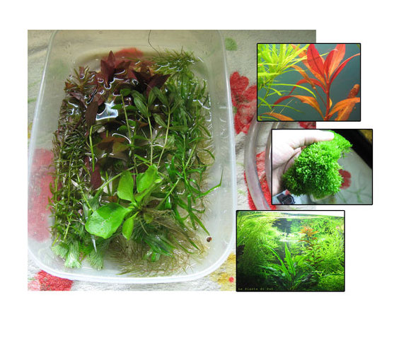 Potature di piante acquario conservate in contenitore
