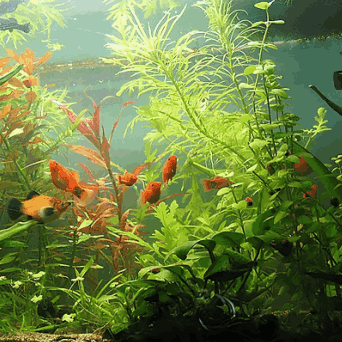 Metodo Walstad