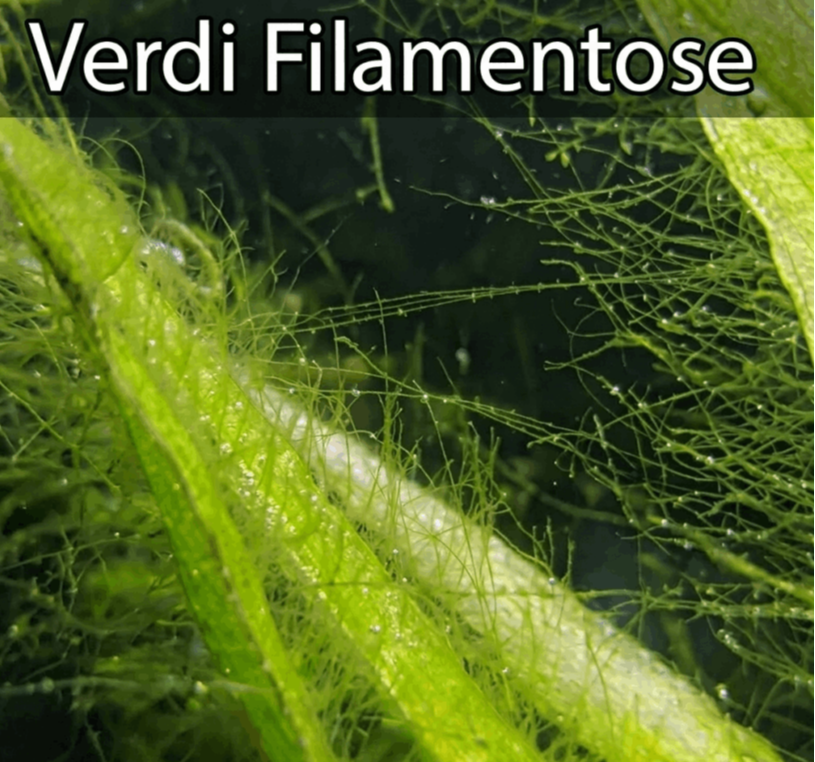 Alghe verdi filamentose