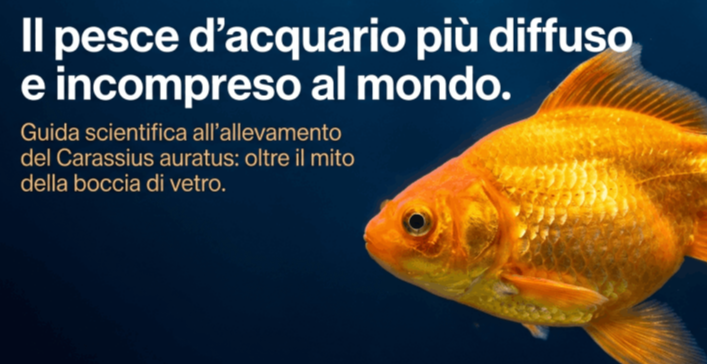 Come allevare il pesce rosso