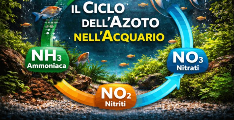 il ciclo dell'azoto in acquario