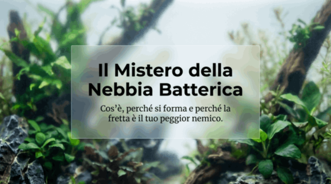 Nebbia batterica acquario