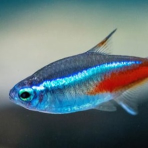 Neon e cardinali acquario