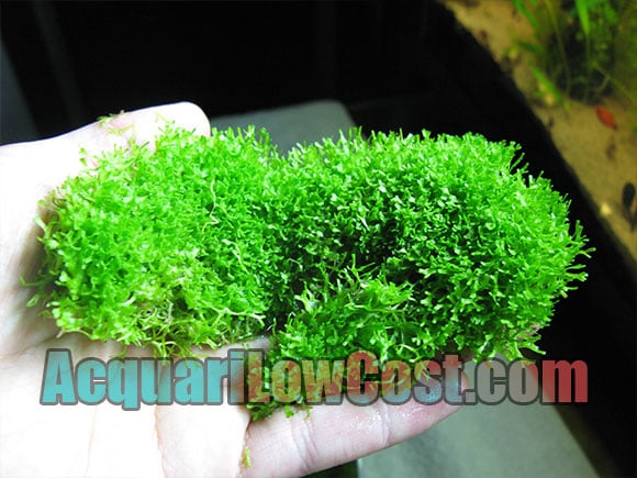 riccia fluitans compatta
