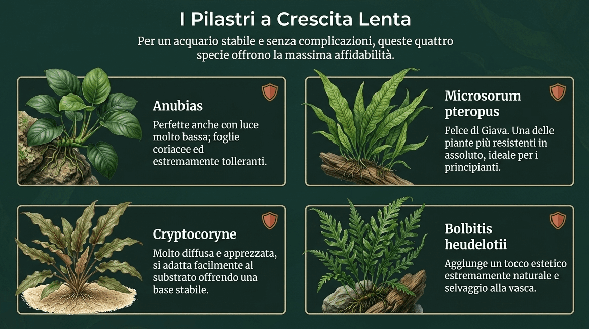 piante epifite
