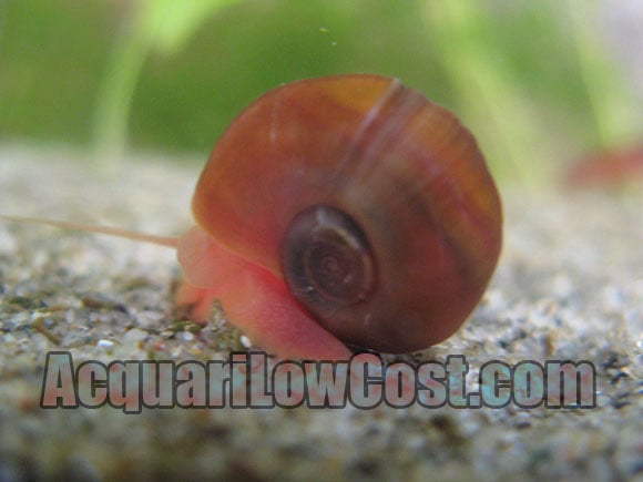planorbarius