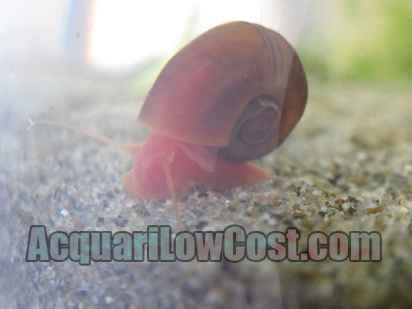 planorbarius orange