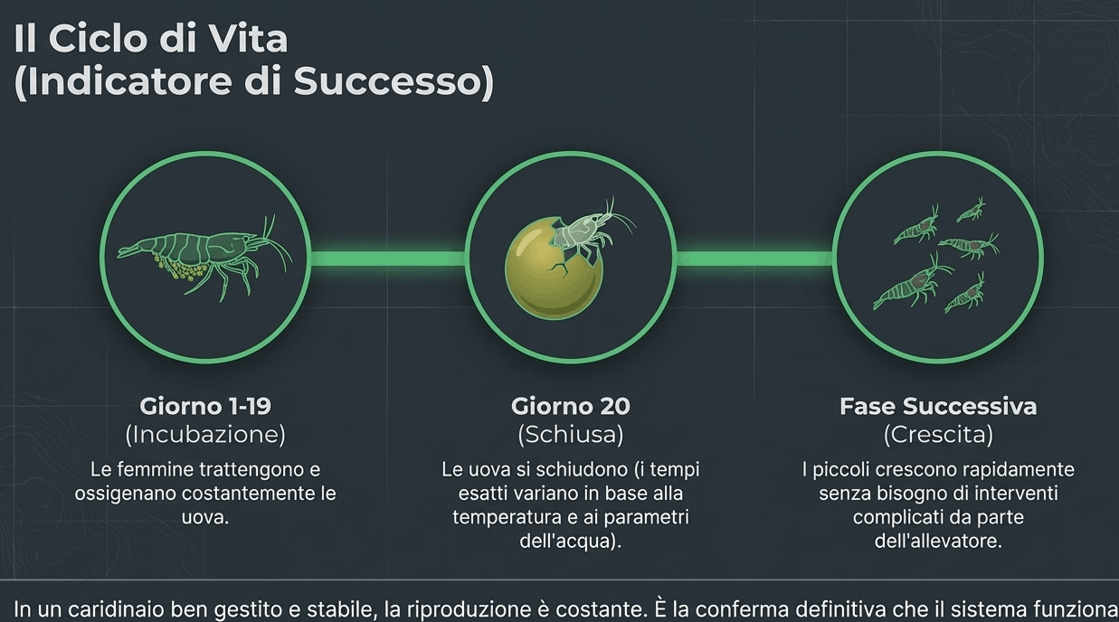riproduzione caridine