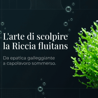 Pratino di Riccia fluitans