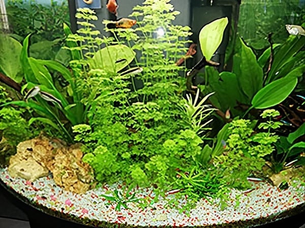 Acquario Giuseppe dopo