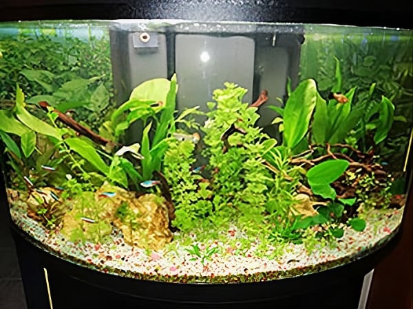 Acquario Giuseppe prima
